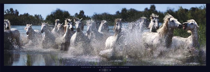 CAMARGUE HORSES