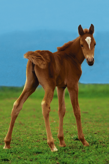 YOUNG HORSE