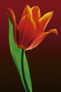 TULIP ON RED