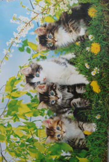 CUTE CATS