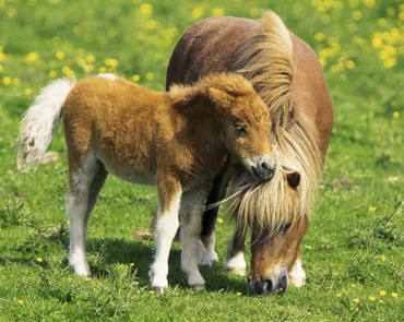 TWO PONIES