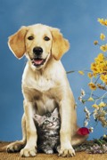 DOG AND CAT
