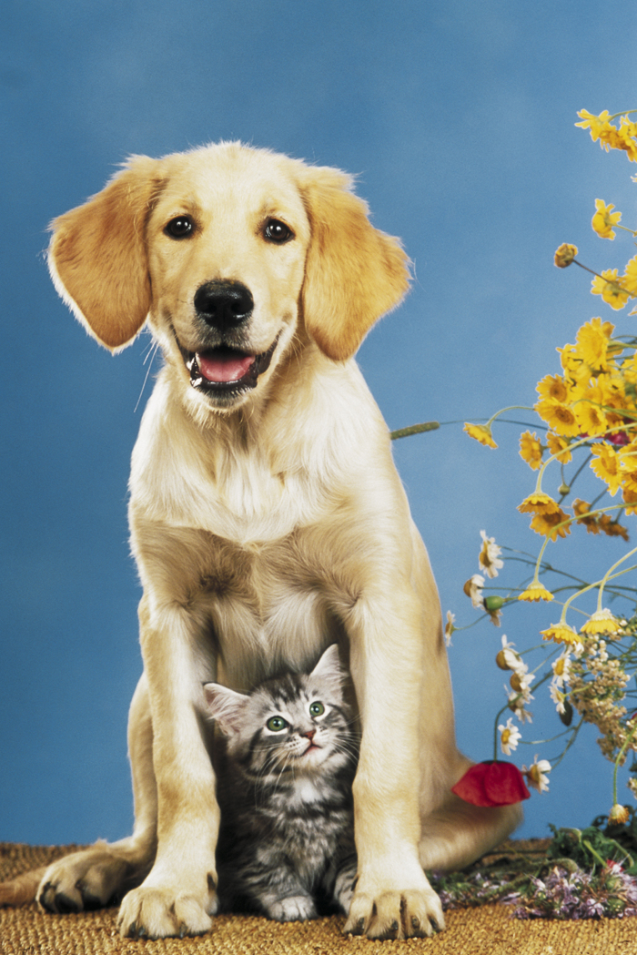 DOG AND CAT