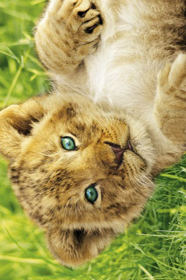 LION CUB