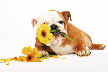 DOG WITH FLOWER