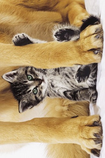 SAFE AND PRETTY CAT WITH DOG