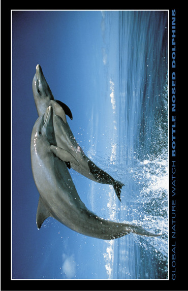 ΑΦΙΣΕΣ ΜΑΧΙ 61Χ91