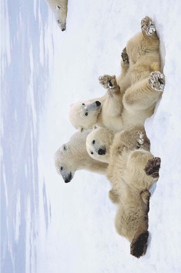 POLAR BEAR PLAYTIME
