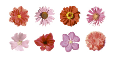 PETALES ROUGES ET ROSES