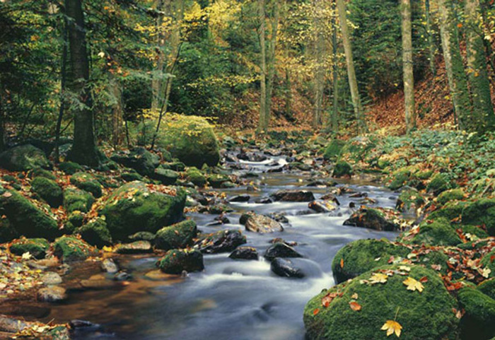 FOREST STREAM