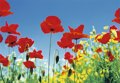 POPPY FIELD