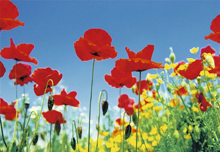 POPPY FIELD