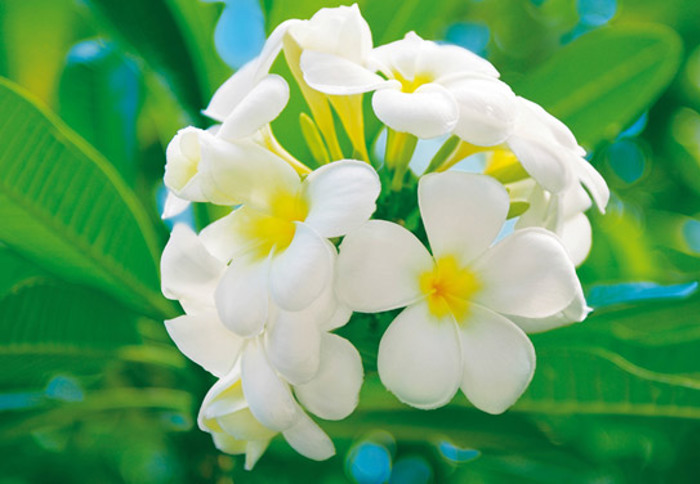 FRANGIPANI BLOSSOMS, KURAMATHI ISLAND