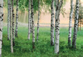 NORDIC FOREST