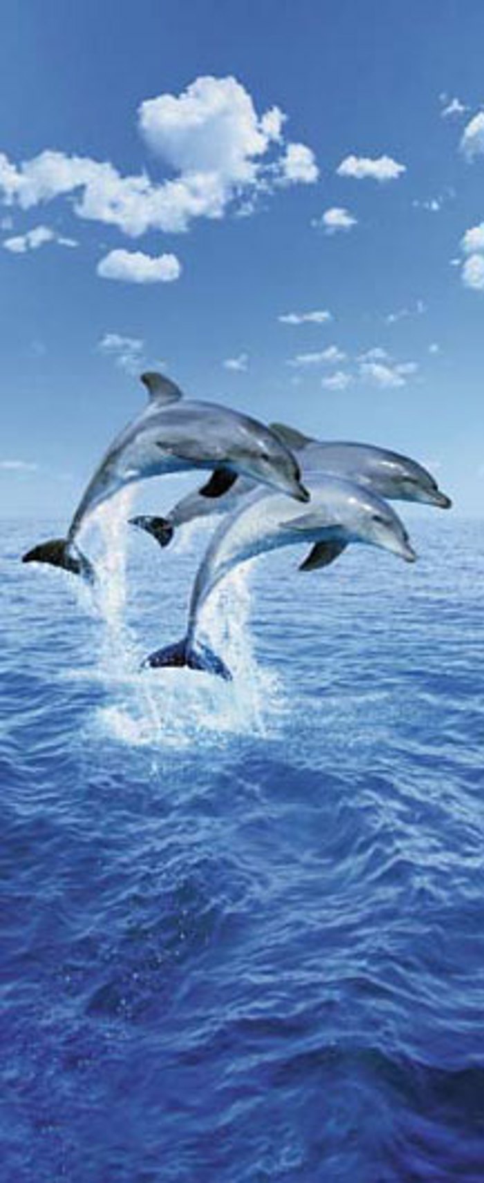 Three Dolphins