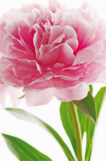 Pink Peony