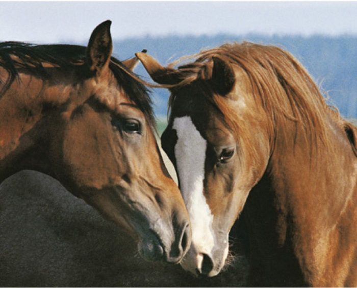 TENDERNESS