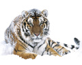 SIBERIAN TIGER