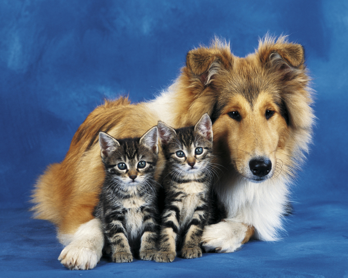 FRIENDS FOREVER