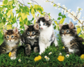 CUTE CATS