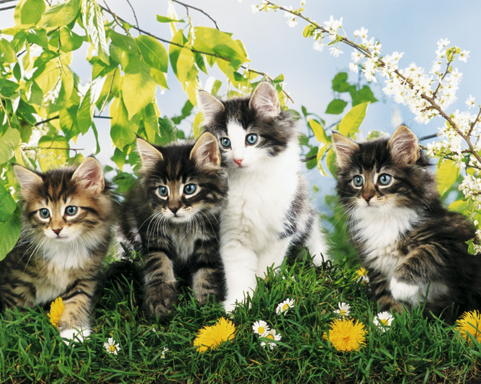 CUTE CATS