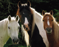 TRES CABALLOS