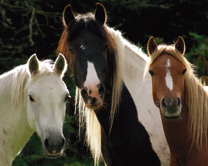 TRES CABALLOS