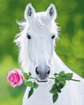 WHITE HORSE