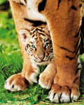 BENGAL TIGER CUB