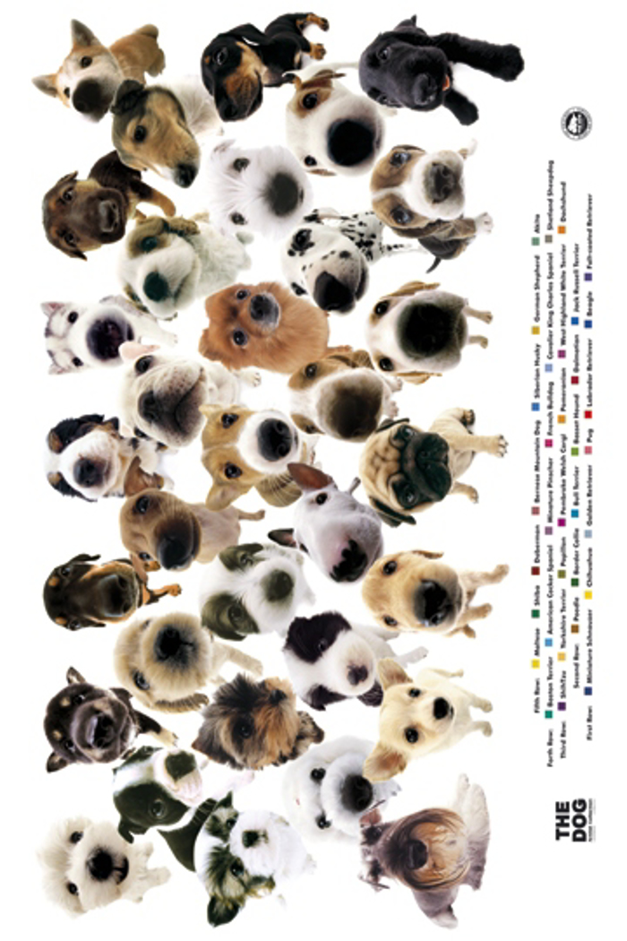 THE DOG COLLECTION