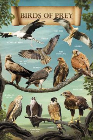 BIRDS OF PREY