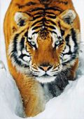 TIGER SNOW