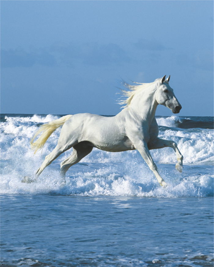 WHITE HORSE(RED)