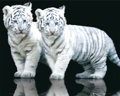 BABY TIGERS(RED)
