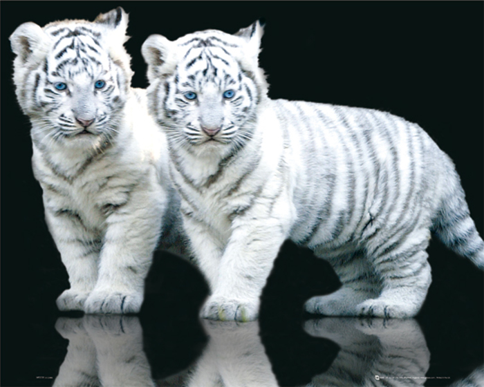 BABY TIGERS(RED)