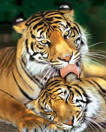 MOTHER'S LOVE(TIGERS)(RED)