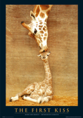 GIRAFFES FIRST KISS