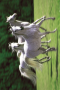 WHITE HORSES