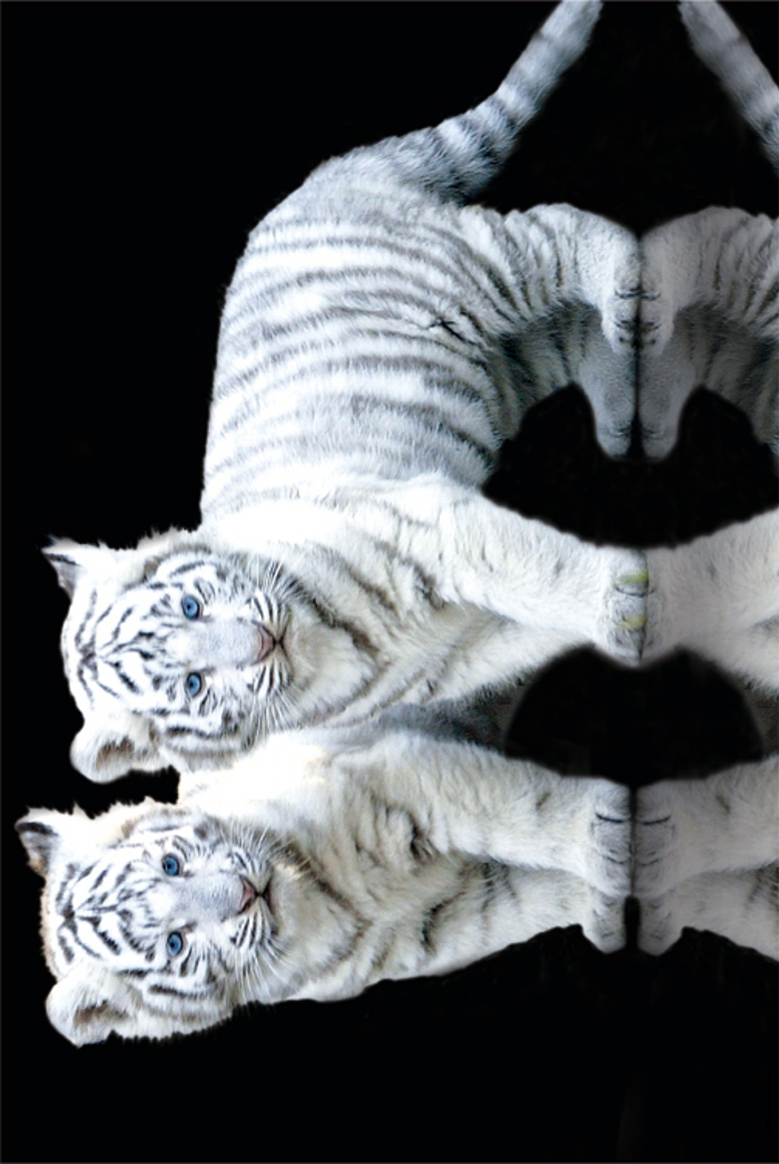 WHITE TIGER CUBS