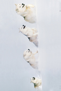 WHITE WOLVES