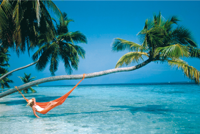 BEACH PALM TREES