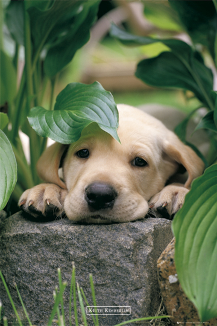 PUPPIE