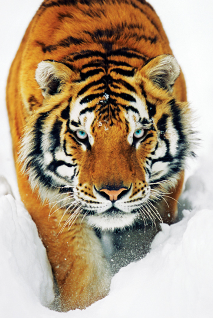 TIGER SNOW