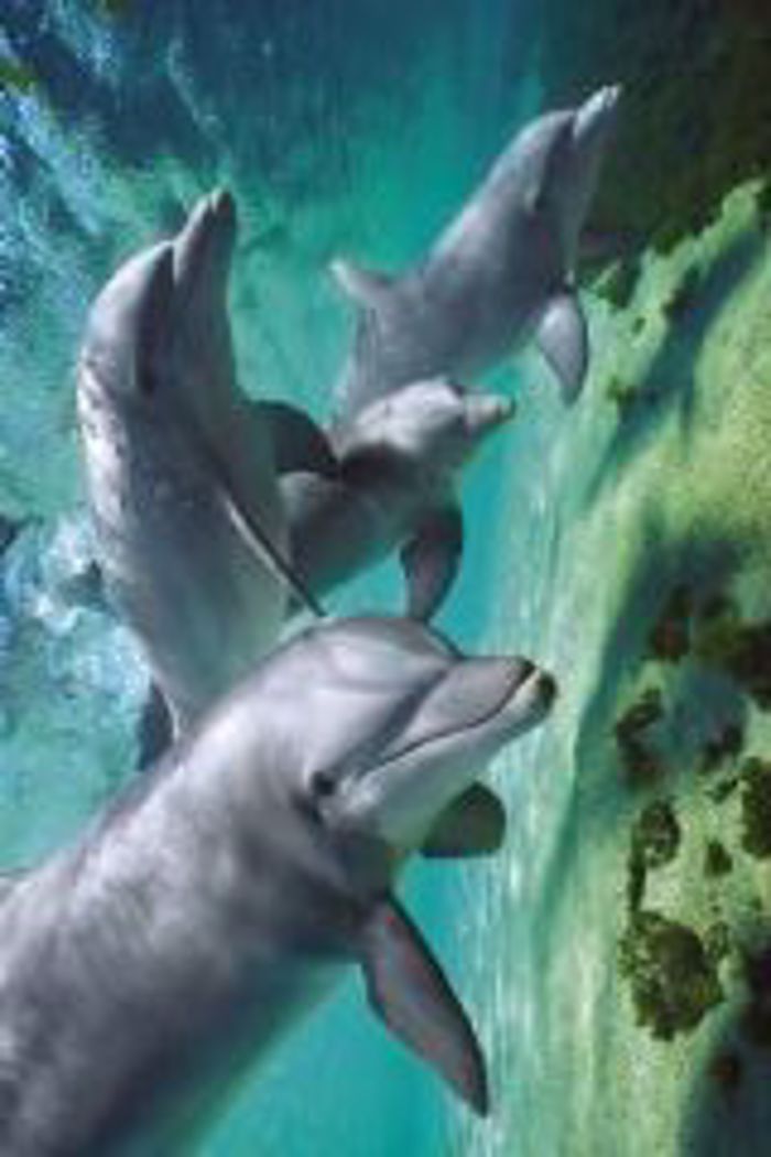 DOLPHINS UNDERWATER