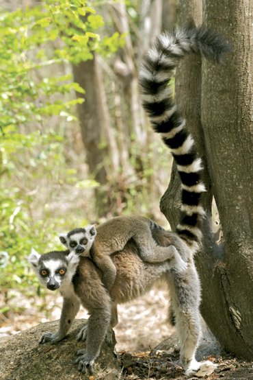 LEMURS