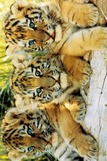 TIGER CUBS