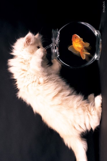 KITTY AND FISH