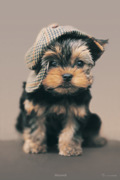 PUPPY