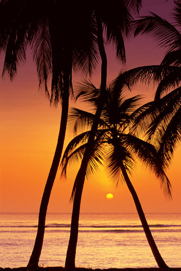 SUNSET PALM TREES