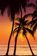 SUNSET PALM TREES